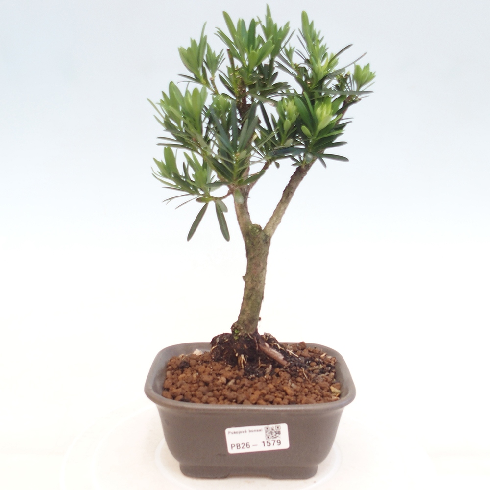 Izbové bonsaje - Podocarpus - Kamenný tis