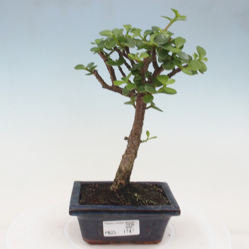 Izbová bonsai - Portulakaria Afra - Tlustice