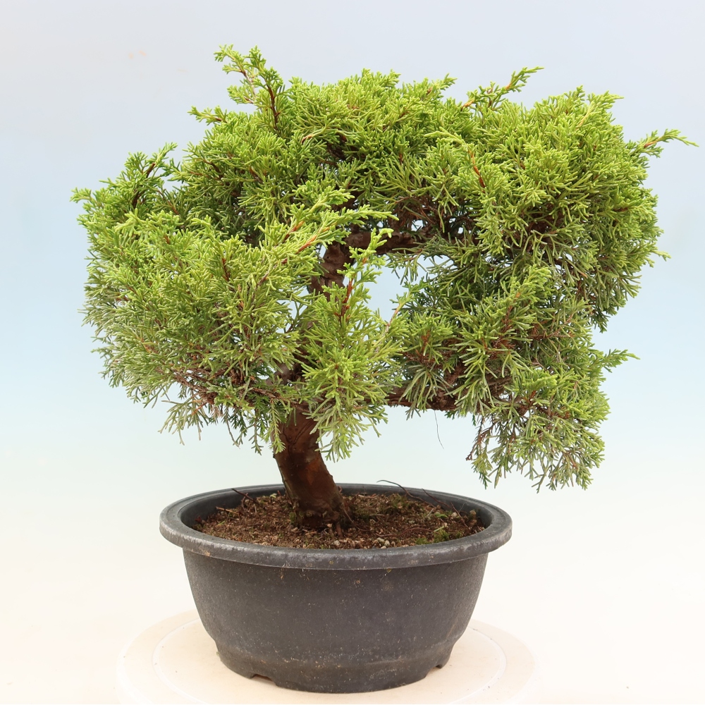 Vonkajší bonsai – Juniperus chinensis Itoigawa – čínsky jalovec