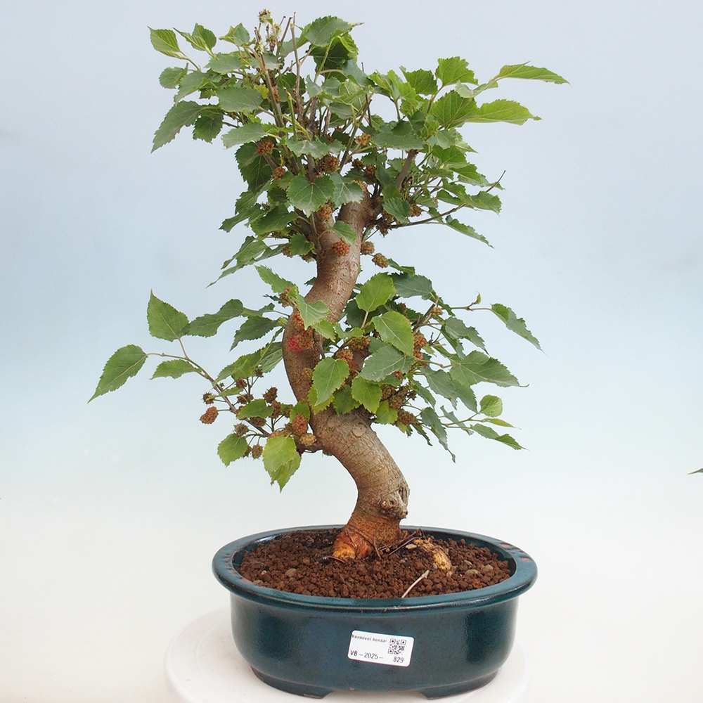 Vonkajšie bonsai -Morus albumy - moruše