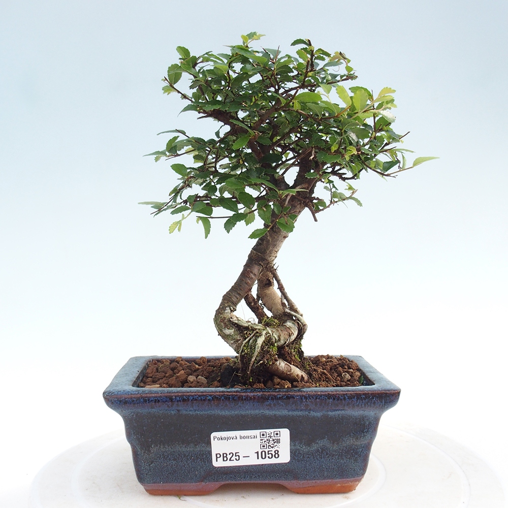 Izbová bonsai - Ulmus parvifolia - Malolistý brest