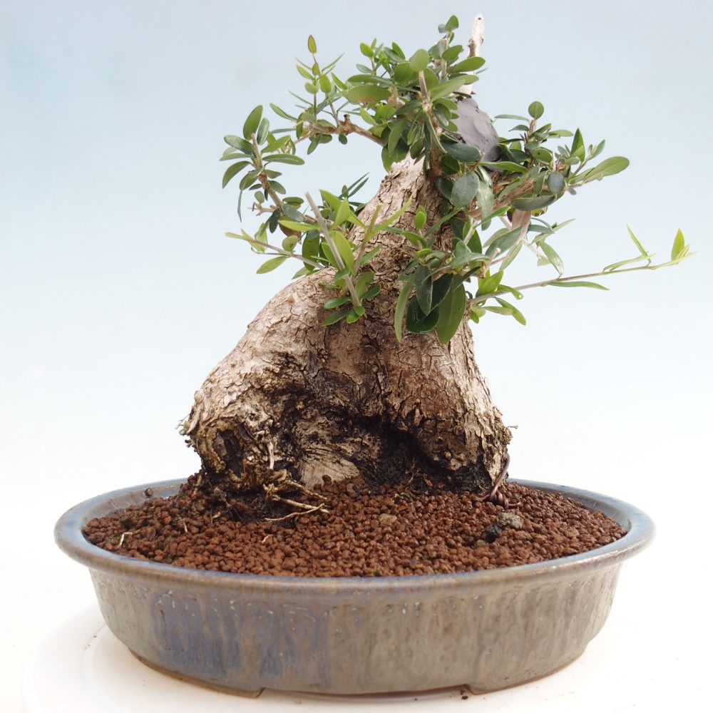 Izbová bonsai - Olea europaea sylvestris -Oliva evropská drobnolistá
