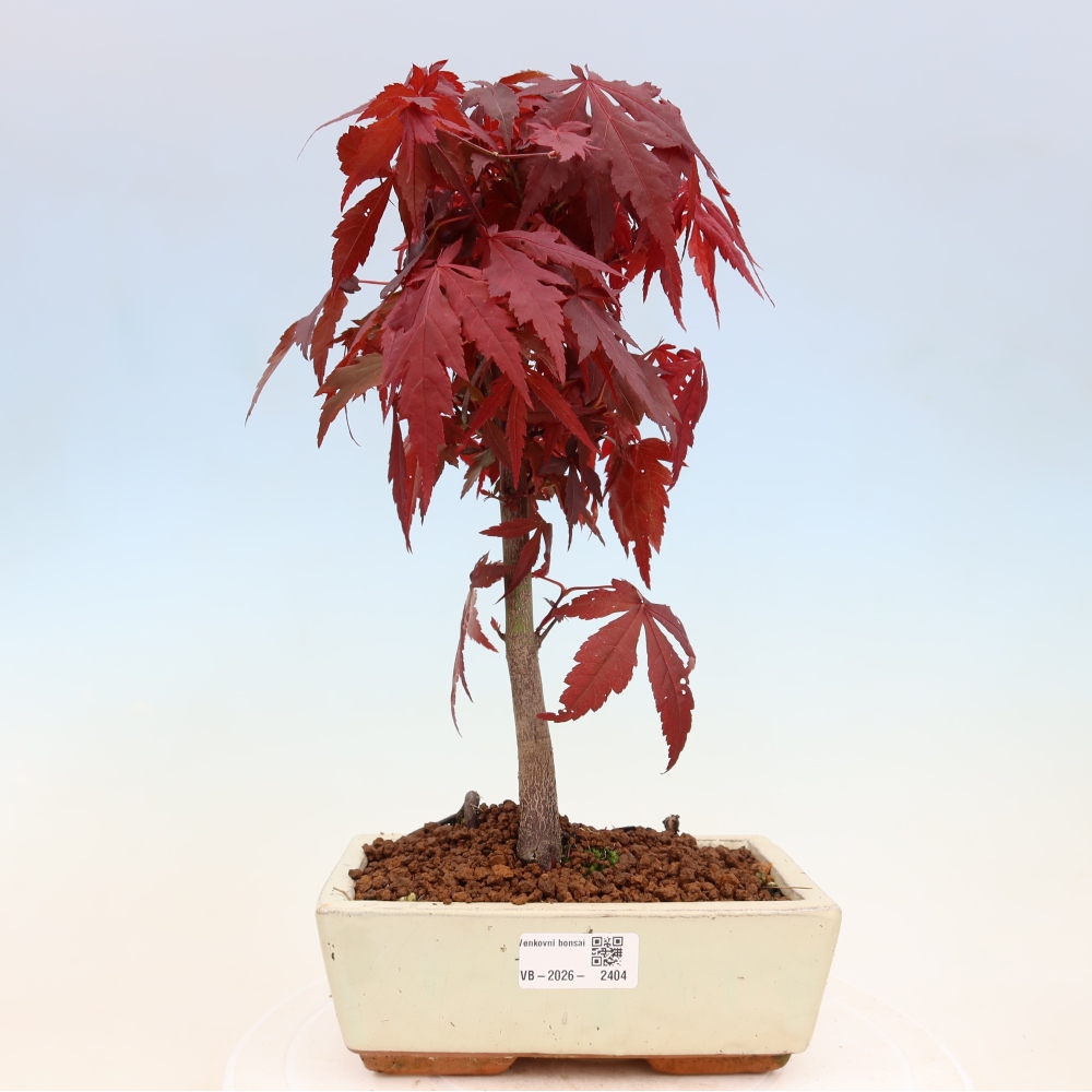 Vonkajšia bonsaj - palma Acer. Atropurpureum-Javor palmový