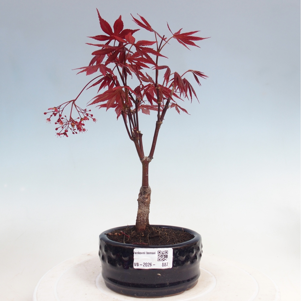 Vonkajší bonsai - Acer palm. Atropurpureum-Javor dlanitolistý