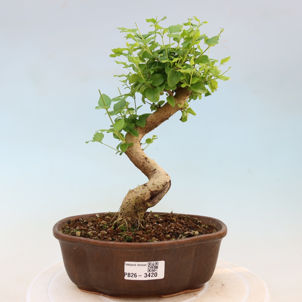 Izbový bonsaj -Ligustrum chinensis - Vtáčí zobák