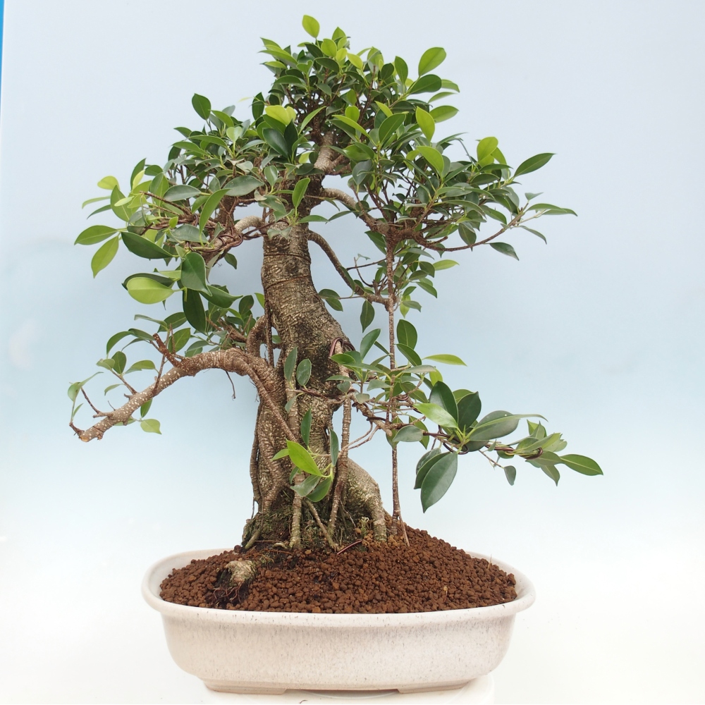 Izbový bonsaj - Ficus kimmen - drobnolistý fikus - len osobný odber alebo preprava na paletách