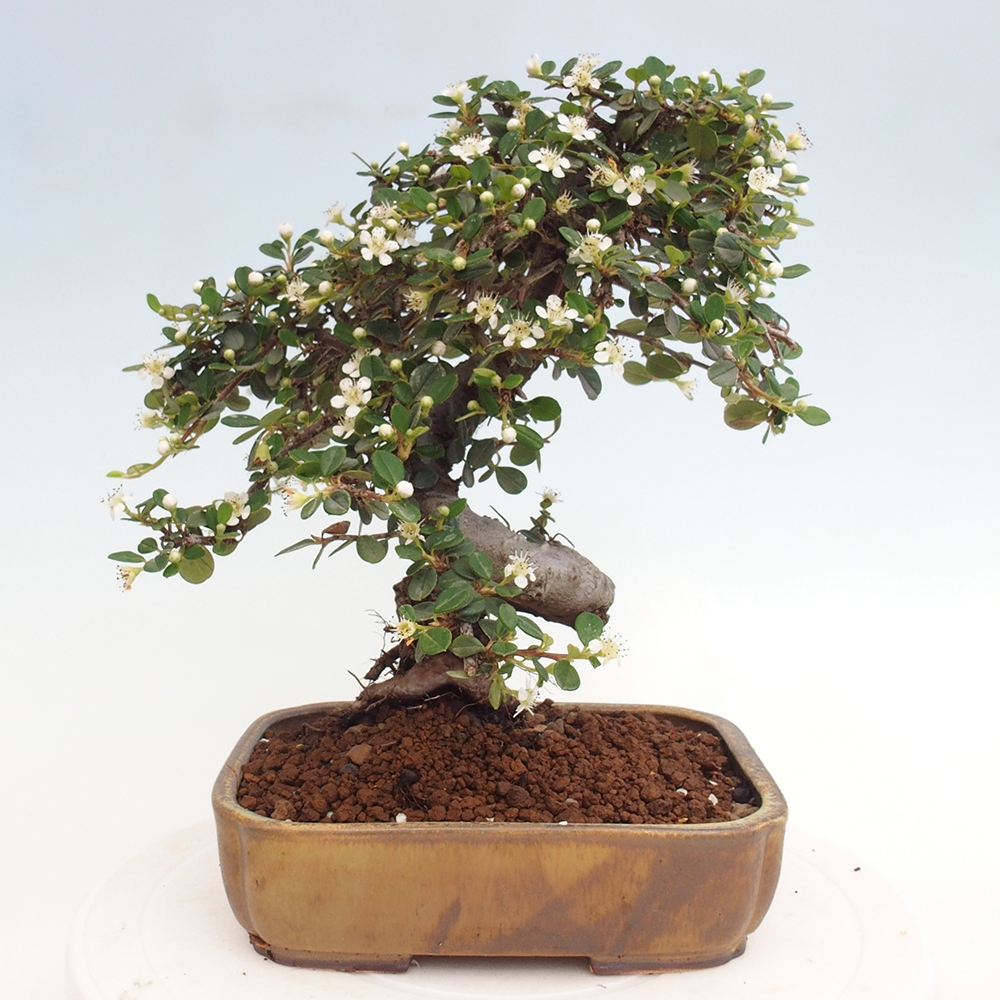 Vonkajší bonsai-Cotoneaster dammeri - Skalník Damerov