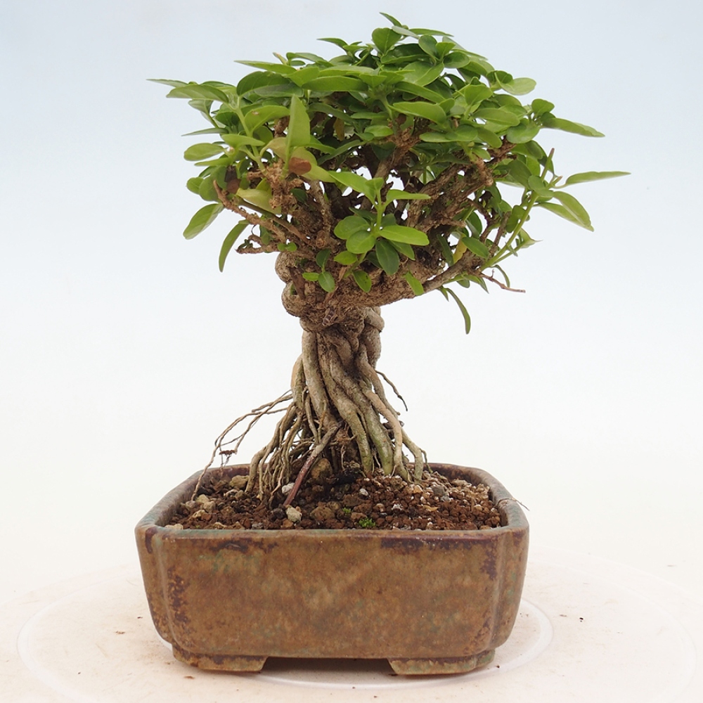 Izbová bonsai - Premna serratifolia - Kozlovoň malolistá