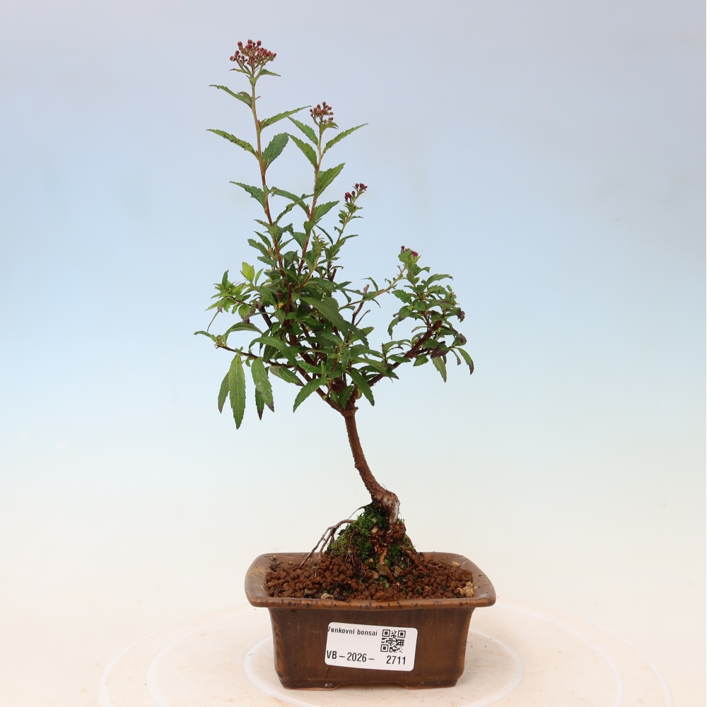 Vonkajší bonsai – spirea japonská – Spirea japonica Anthony Waterer