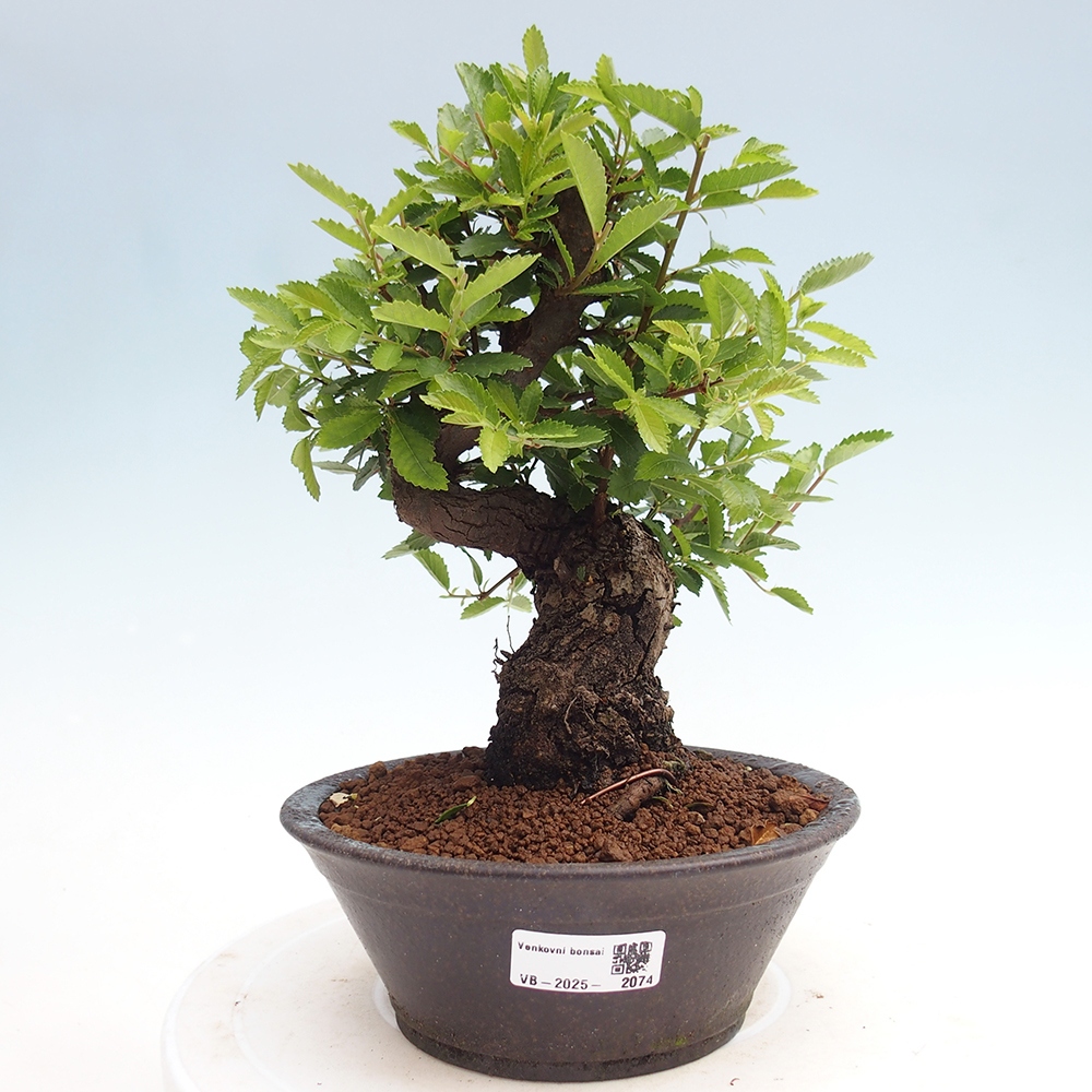 Vonkajšie bonsai - Zelkova - Zelkova Nirom