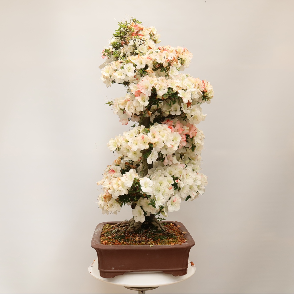 Vonkajšie bonsaje - Japonské azalky - Azalea Tochizumi
