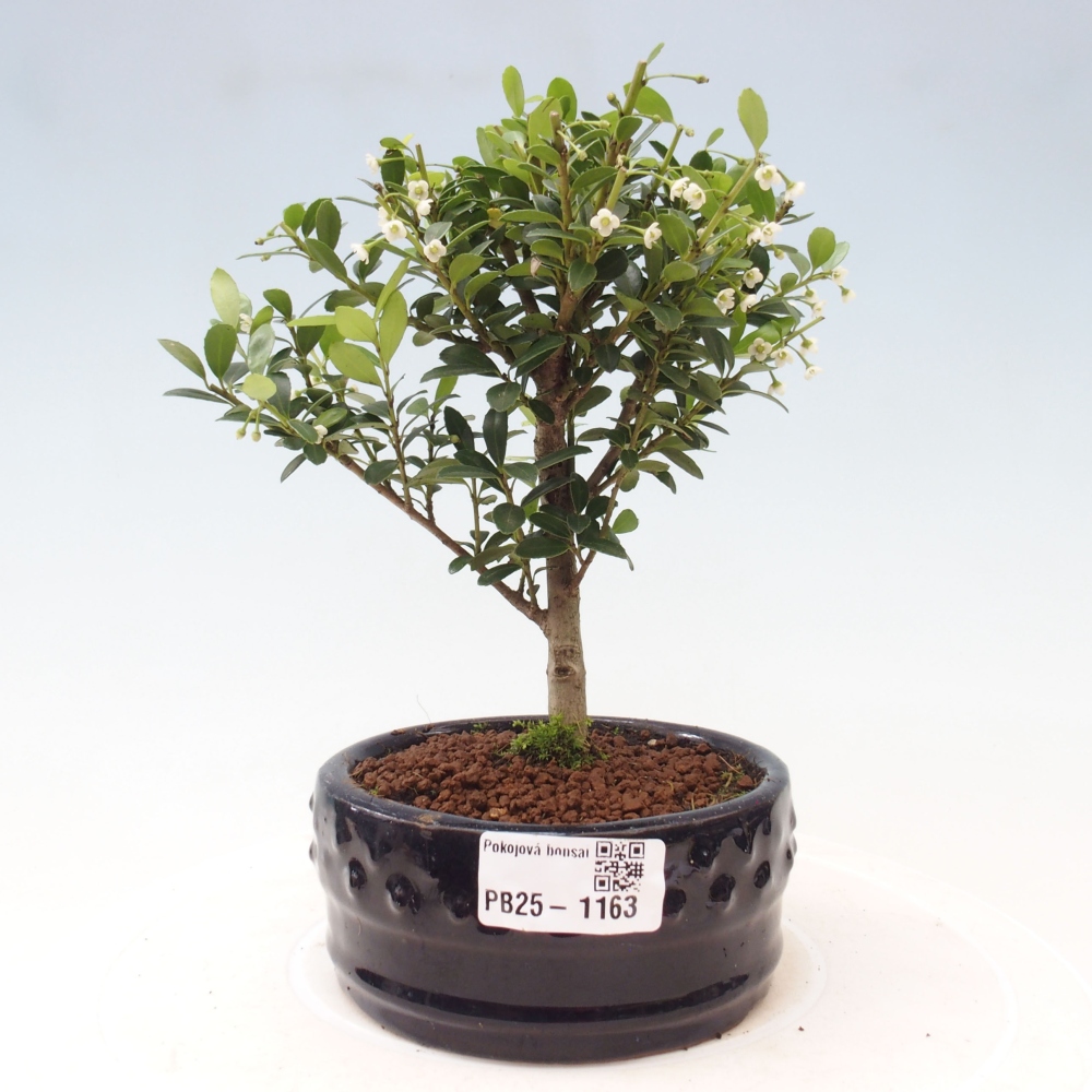 Izbová bonsai - Ilex crenata - Cezmína
