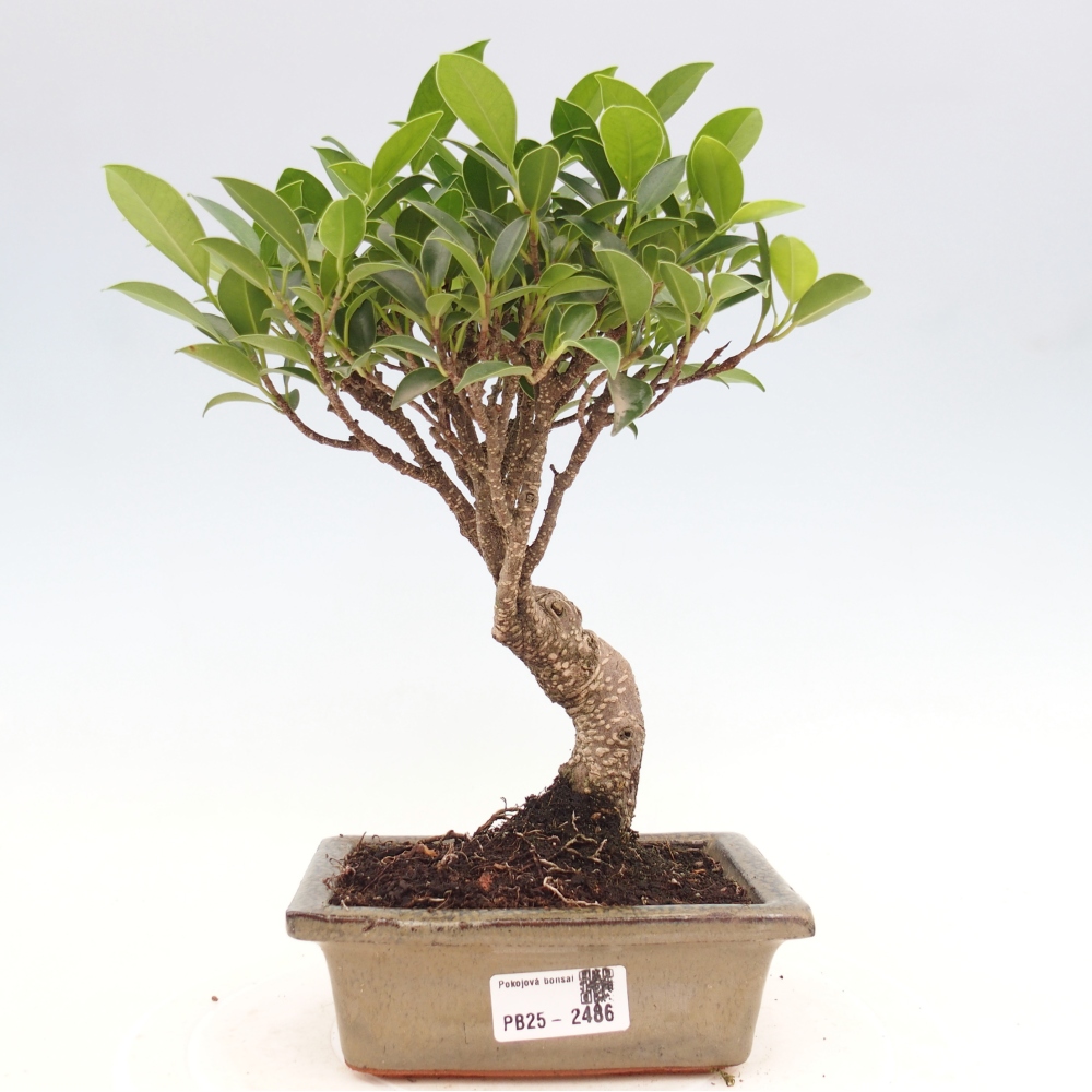 Izbová bonsai - Ficus retusa - malolistý fikus