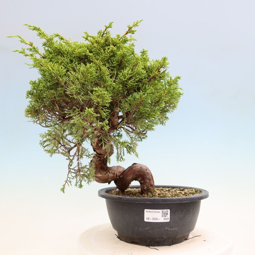 Vonkajší bonsai – Juniperus chinensis Itoigawa – čínsky jalovec