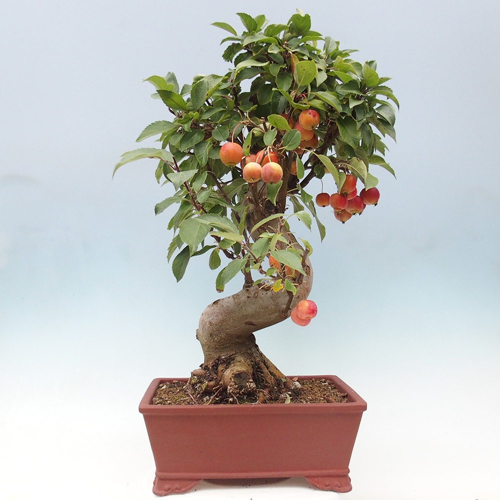 Vonkajší bonsai -Malus halliana - Maloplodá jabloň