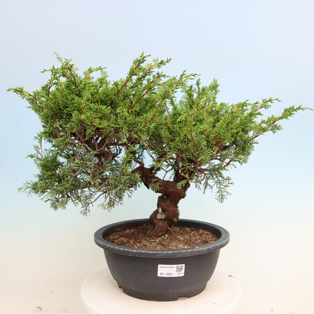 Vonkajší bonsai – Juniperus chinensis Itoigawa – čínsky jalovec