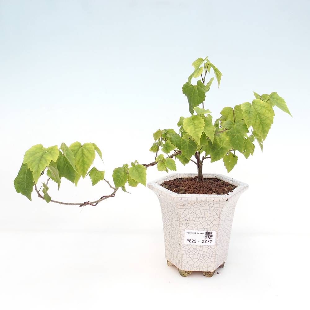 Izbová bonsai - Abutilon Big Bell - Mračniak poříční