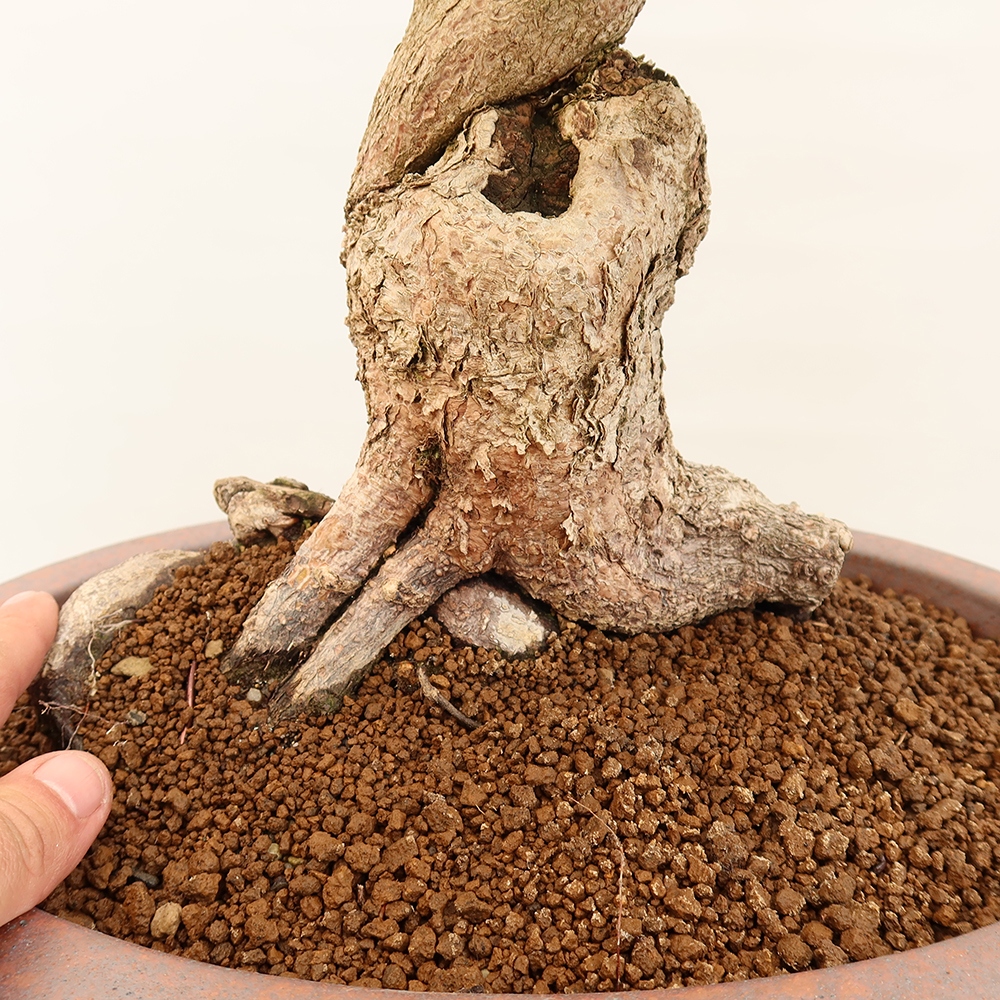Vonkajší bonsai -Carpinus Coreana - Hrab kórejský
