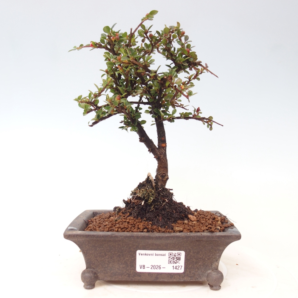 Vonkajšie bonsaje - Cotoneaster horizontalis - Skalnaté hory