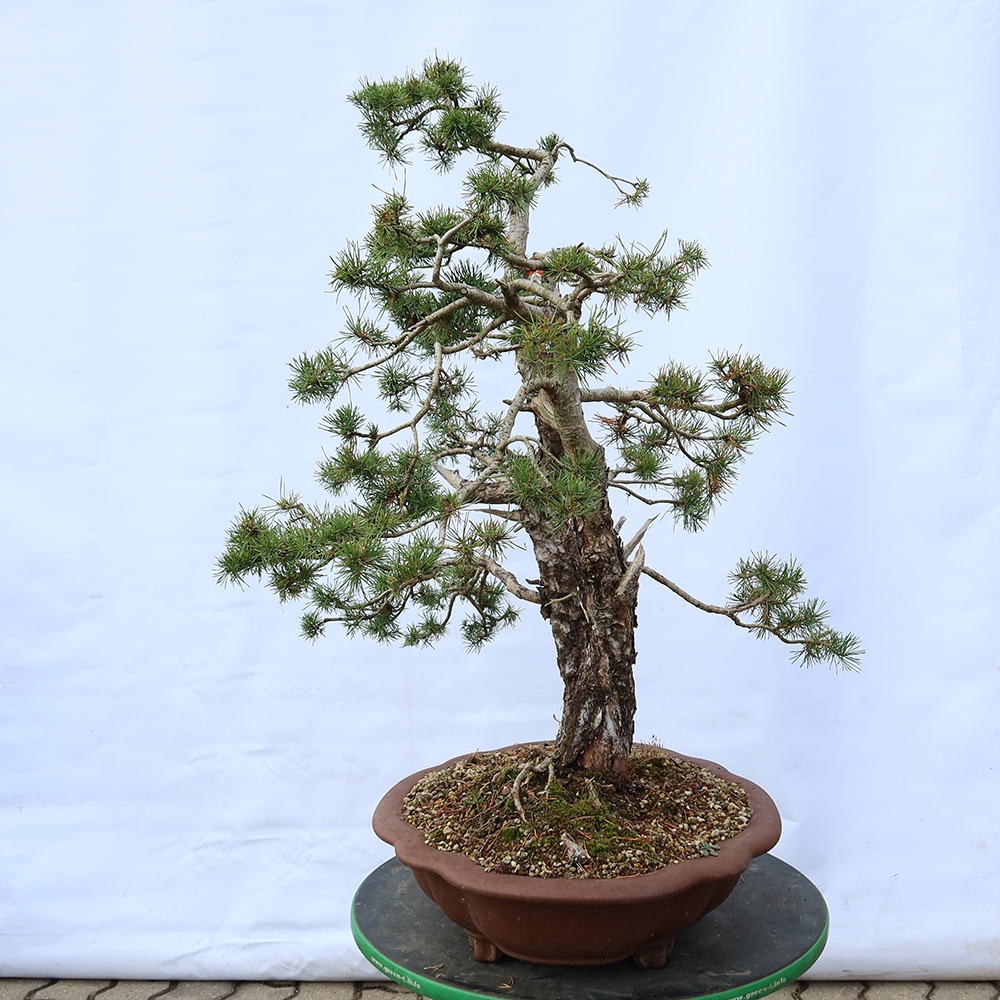 Pinus sylvestris Španielsko – borovica lesná