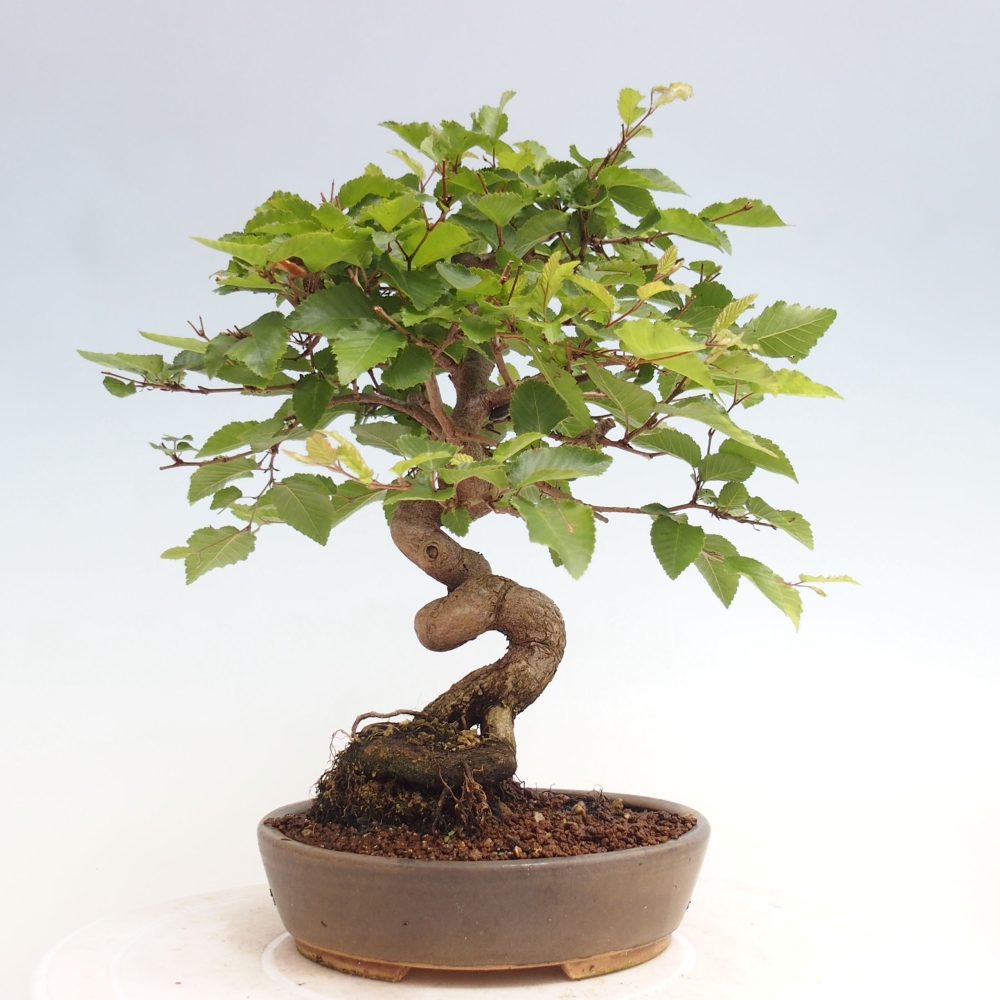Vonkajší bonsai -Carpinus CARPINOIDES - Hrab kórejský