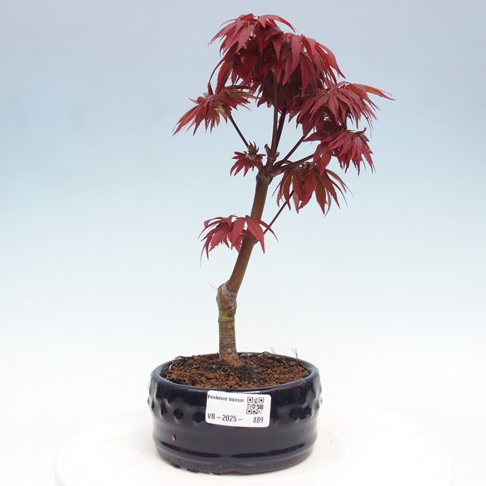 Vonkajší bonsai - Acer palm. Atropurpureum-Javor dlanitolistý