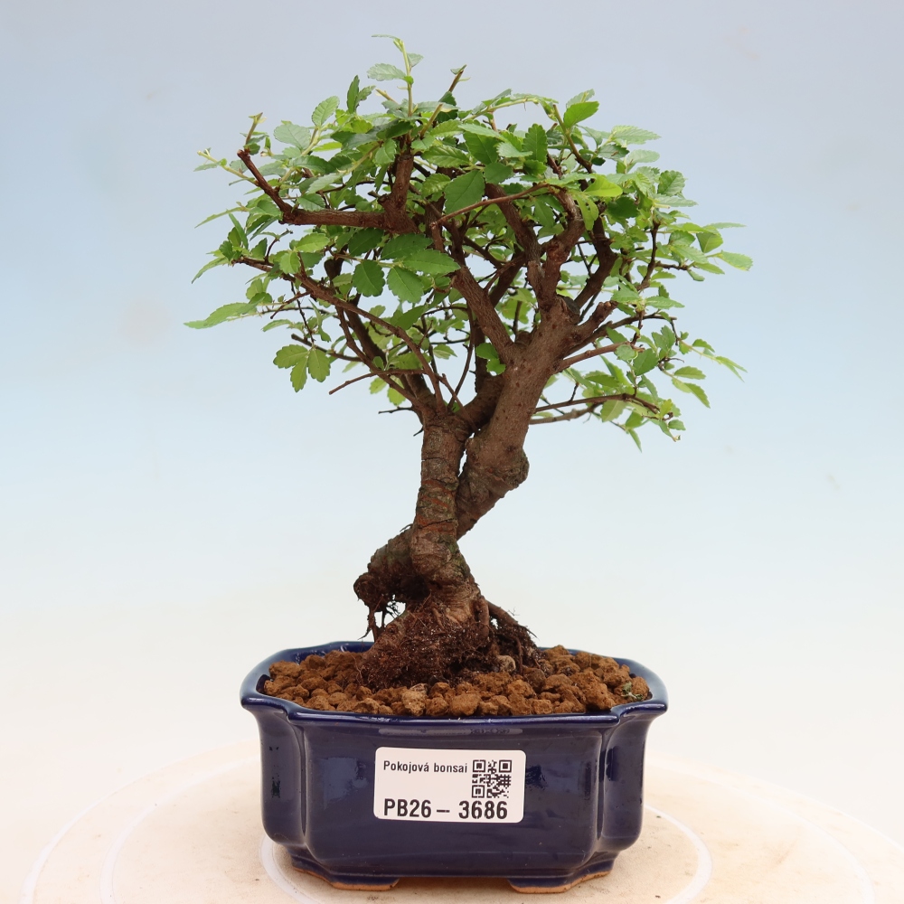 Izbový bonsaj - Ulmus parvifolia - brest malolistý