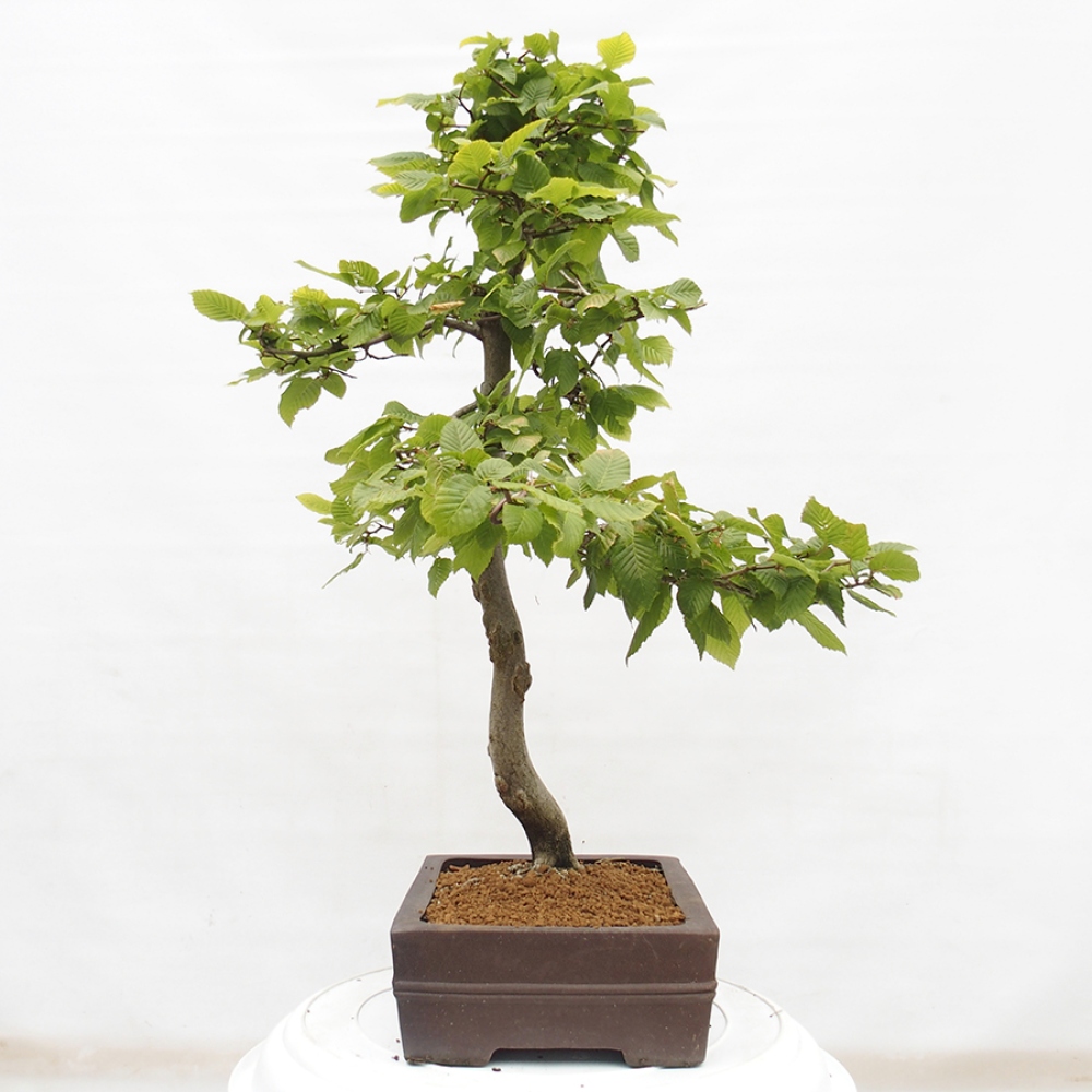 Vonkajší bonsai - Hrab obyčajný - Carpinus betulus