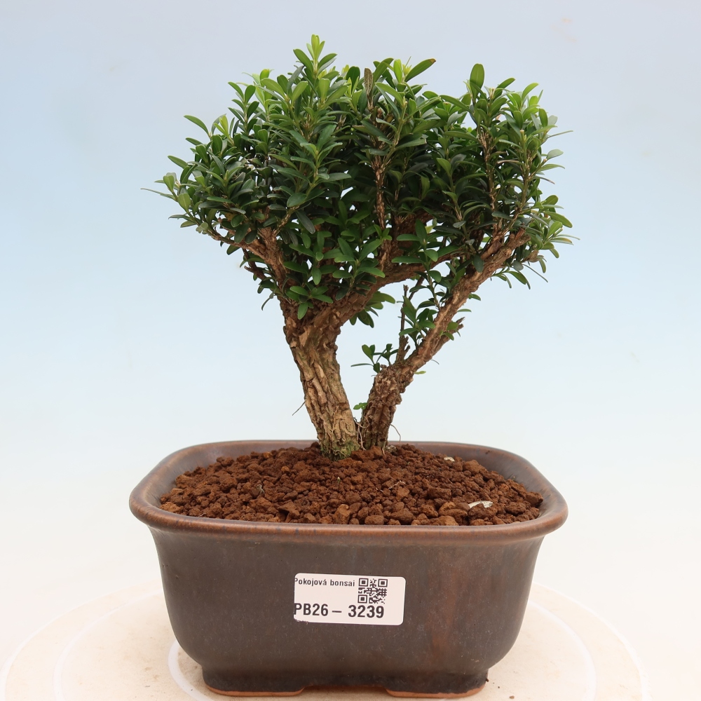 Izbové bonsaje - Buxus harlandii - korkový buxus