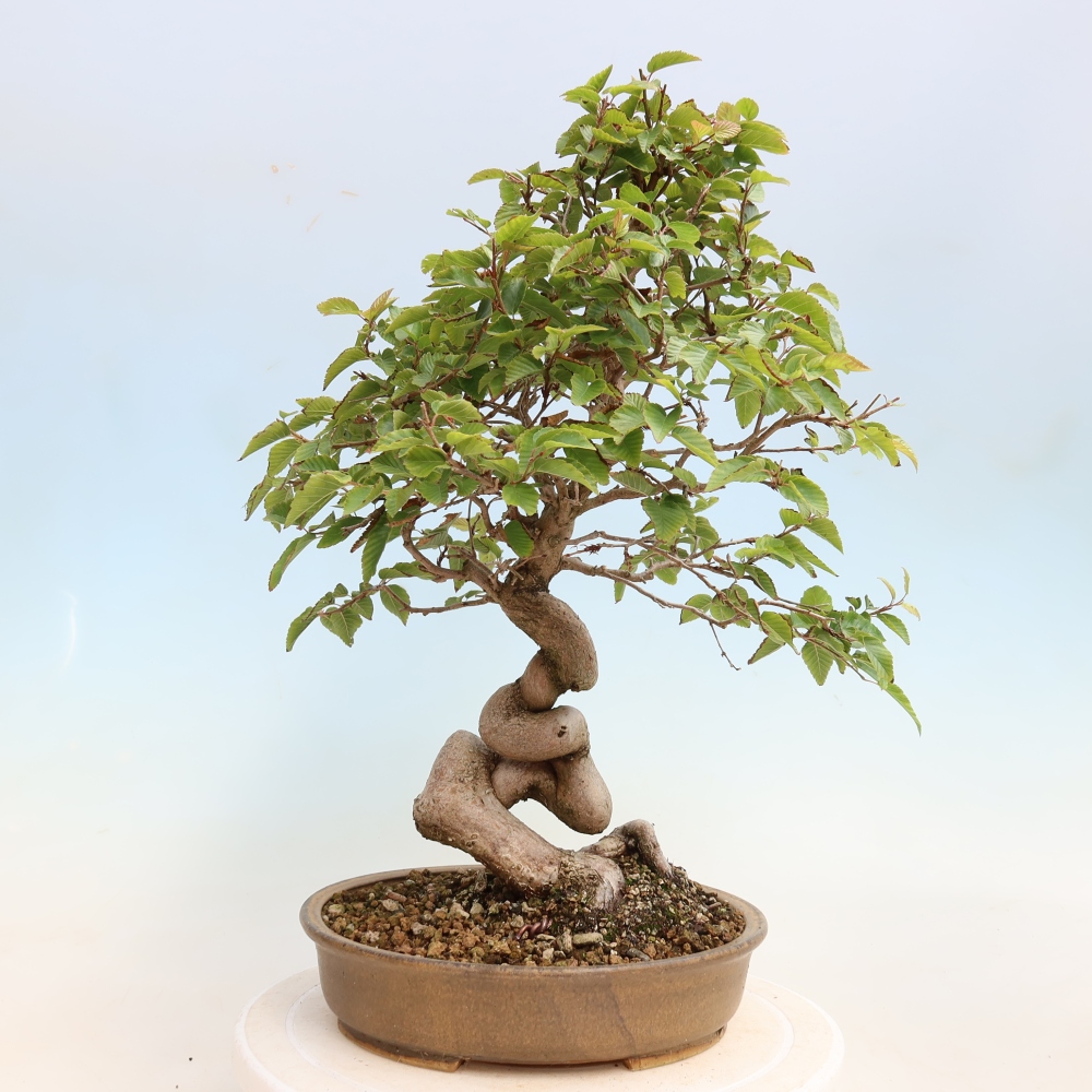 Vonkajšie bonsaje -Carpinus CARPINOIDES - Hrab kórejský