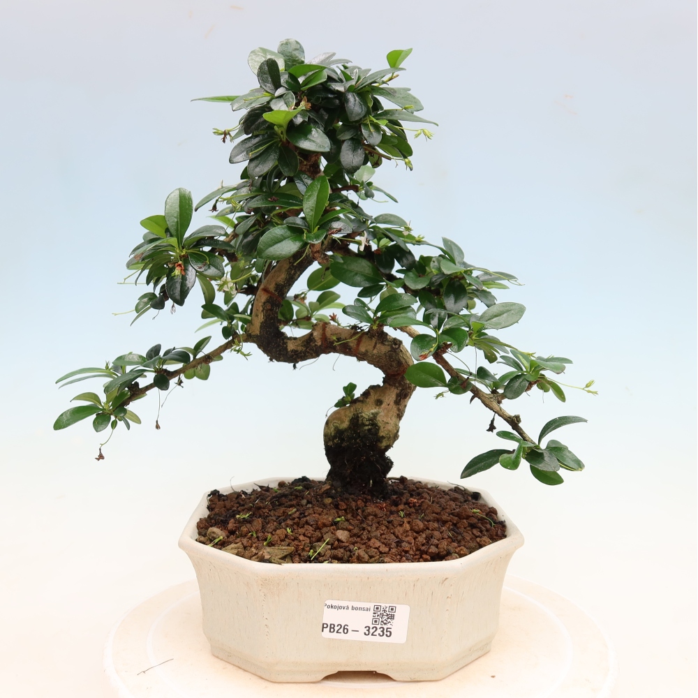 Izbové bonsaje - Carmona macrophylla - Tea fuki