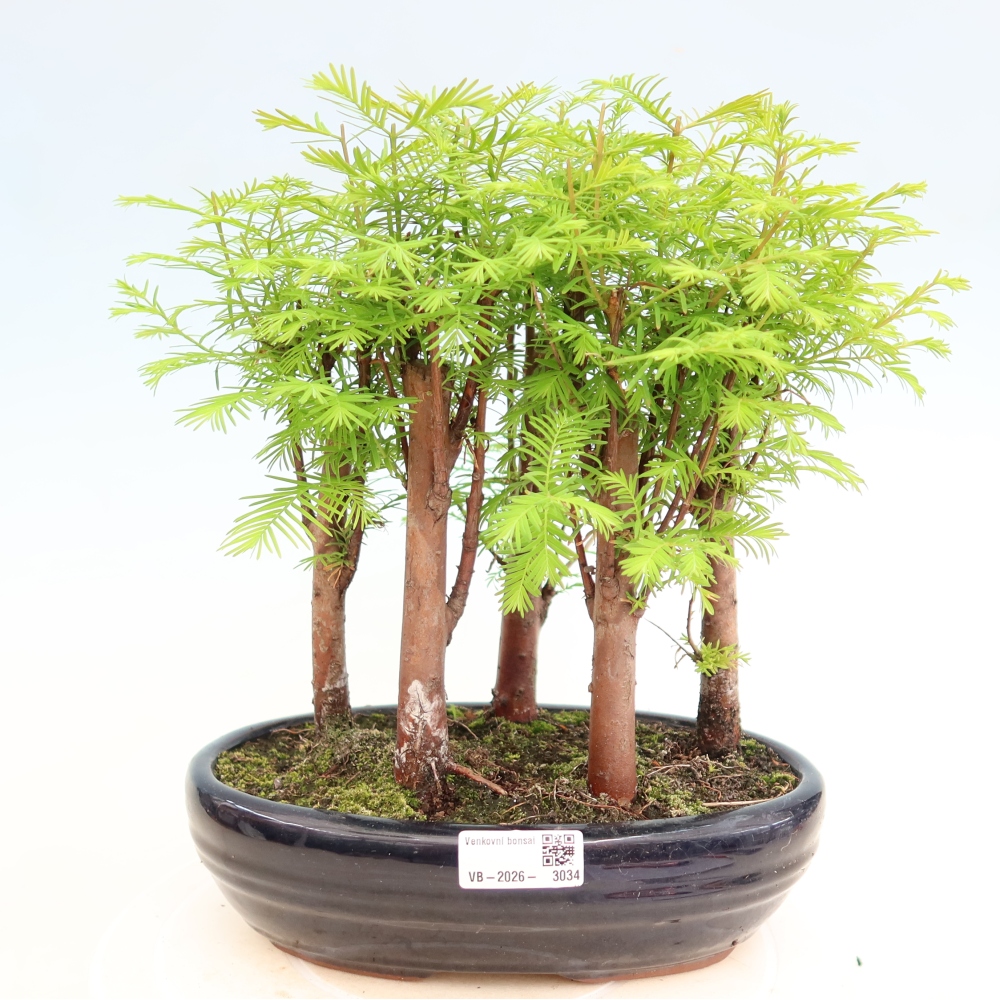 Vonkajší bonsai – Metasequoia glyptostroboides – čínska metasekvoja – hájik