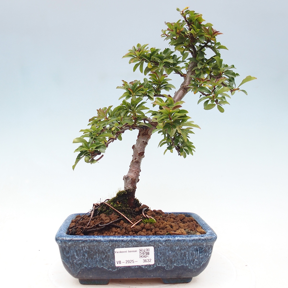 Vonkajšia bonsai-Pyracanta Teton -Hlohyně
