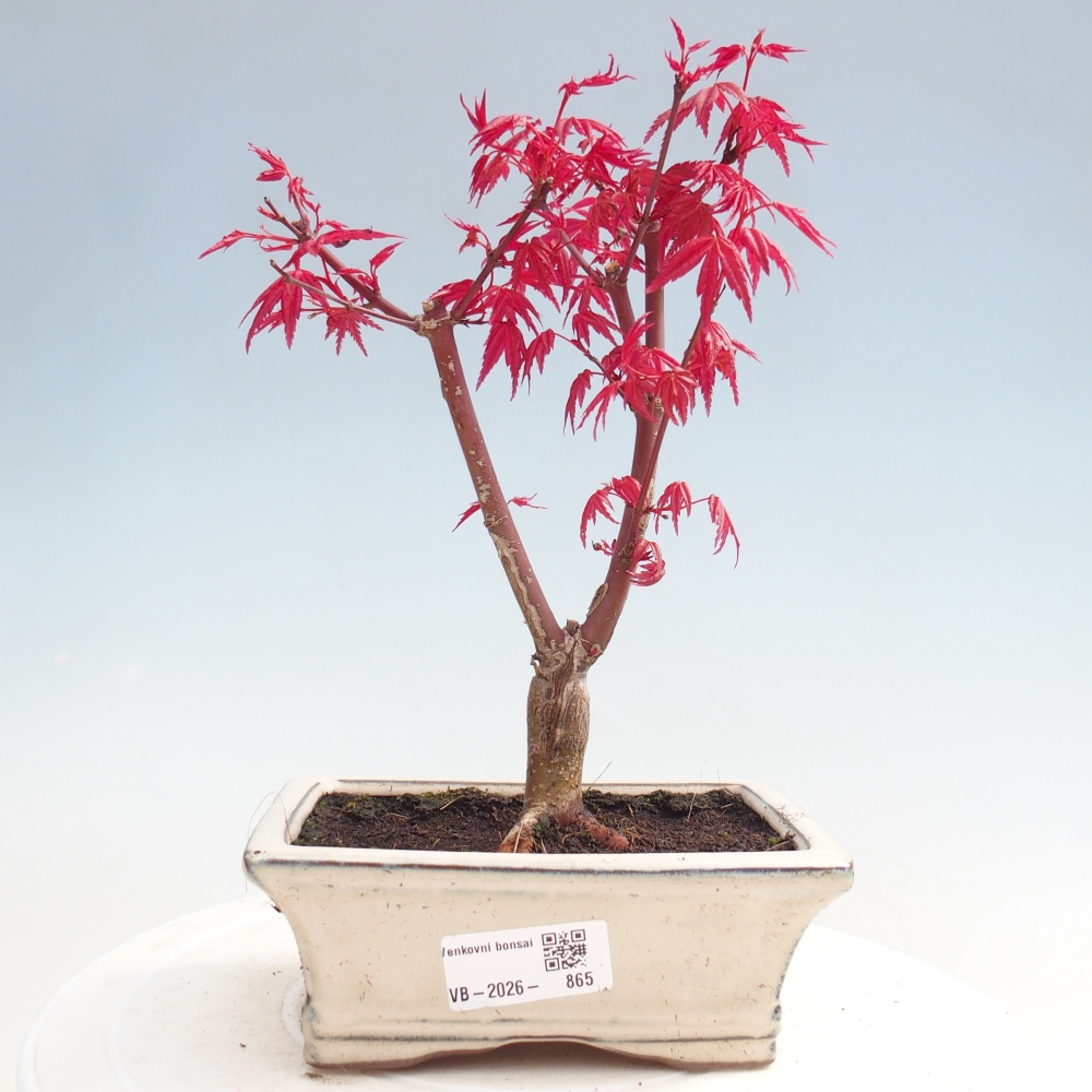 Vonkajší bonsaj - Acer palmatum DESHOJO