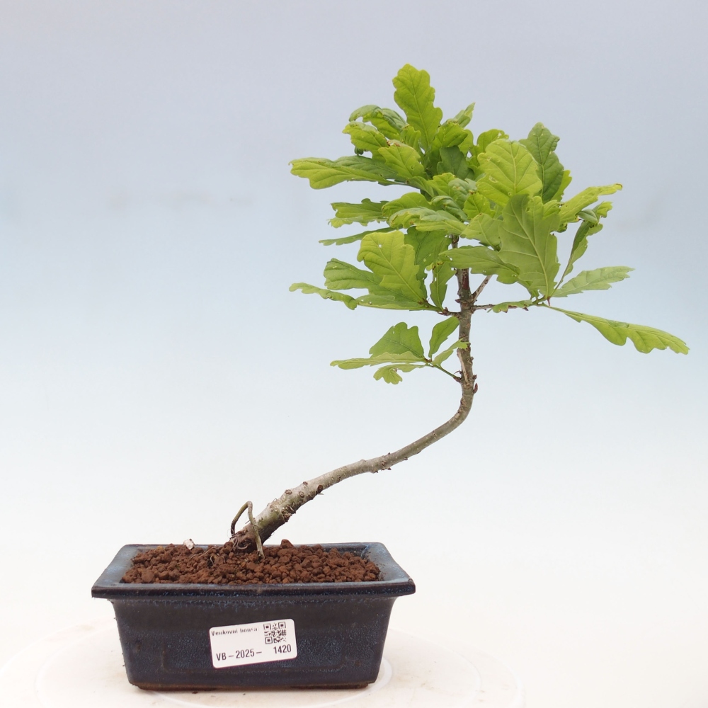 Vonkajšie bonsai - Quercus robur - Dub letný
