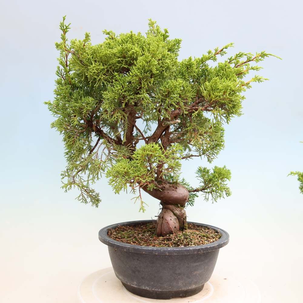 Vonkajší bonsai – Juniperus chinensis Itoigawa – čínsky jalovec