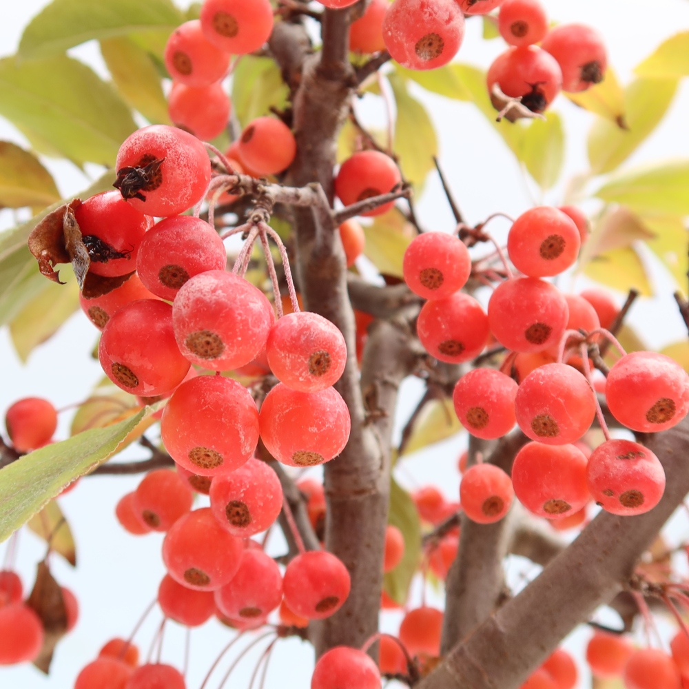 Vonkajšia bonsaj -Malus domestica - Maloplodá jabloň s červenými listami