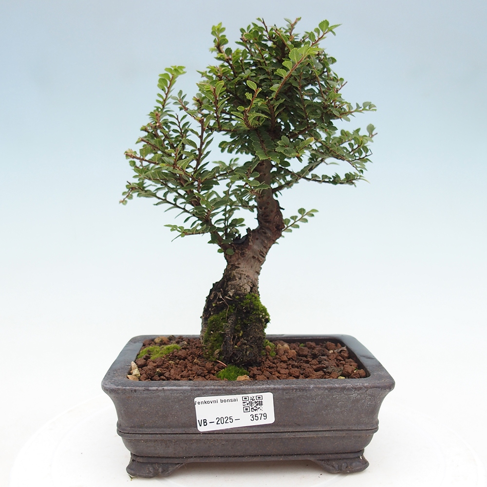 Vonkajší bonsai - Ulmus parvifolia Hokkaido - brest Čínsky