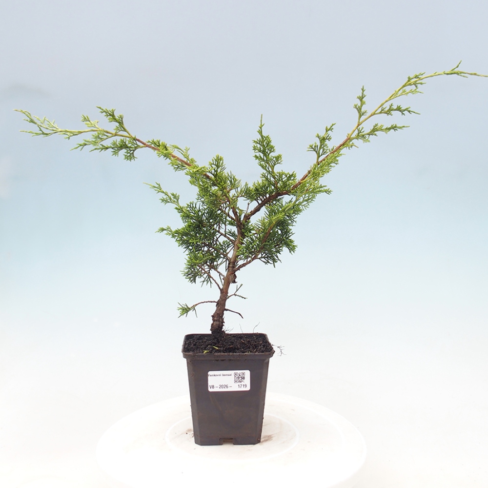 Vonkajší bonsaj - Juniperus chinensis Itoigawa