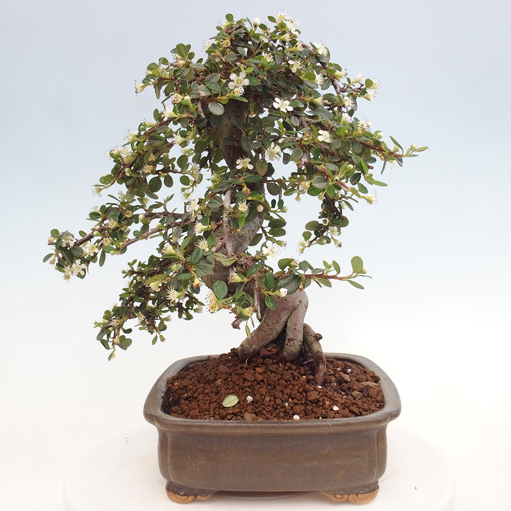 Vonkajší bonsai-Cotoneaster dammeri - Skalník Damerov