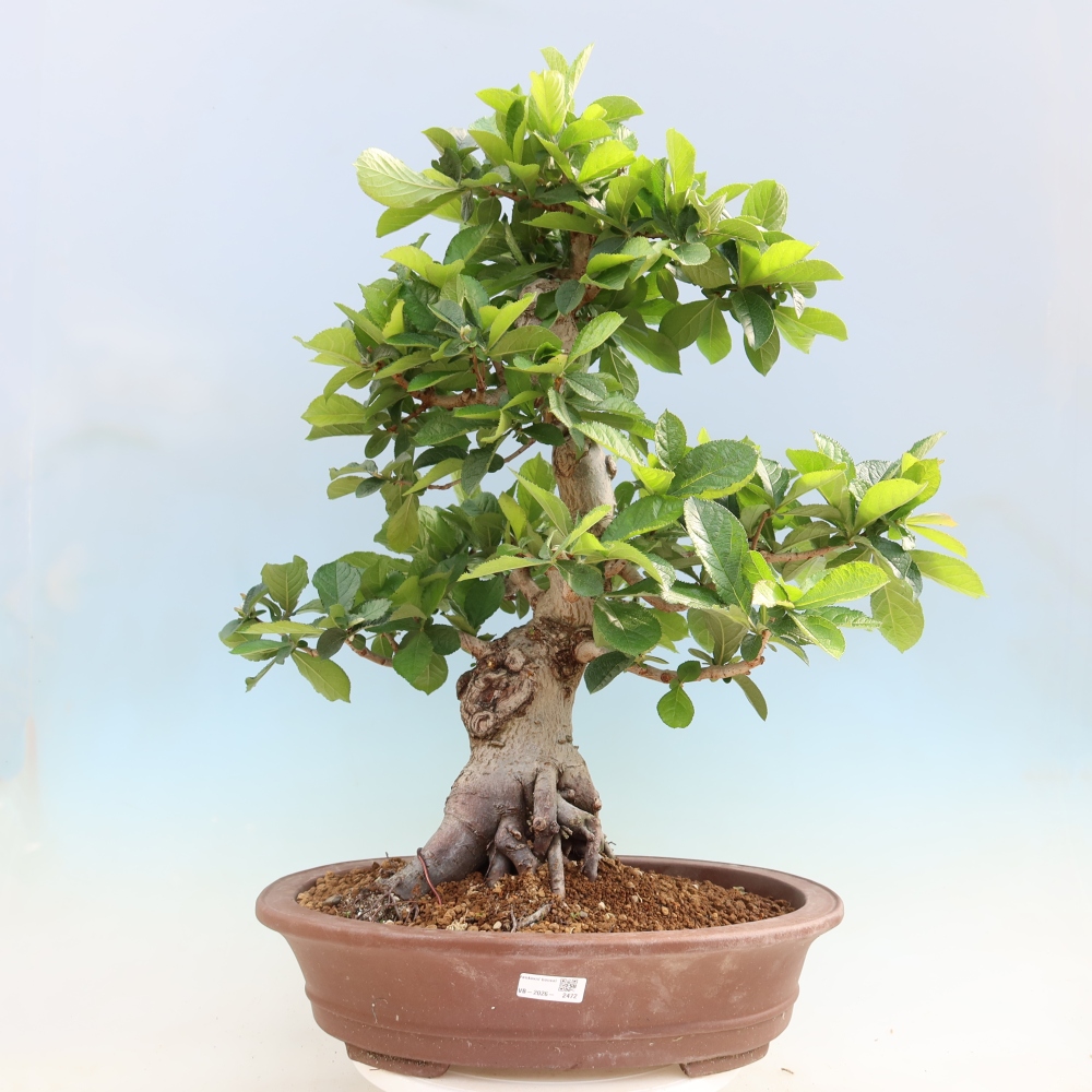 Vonkajšie bonsaje – Photinia chlpatá – Photinia villosa
