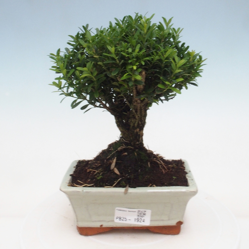 Izbová bonsai - Buxus harlandii - korkový buxus