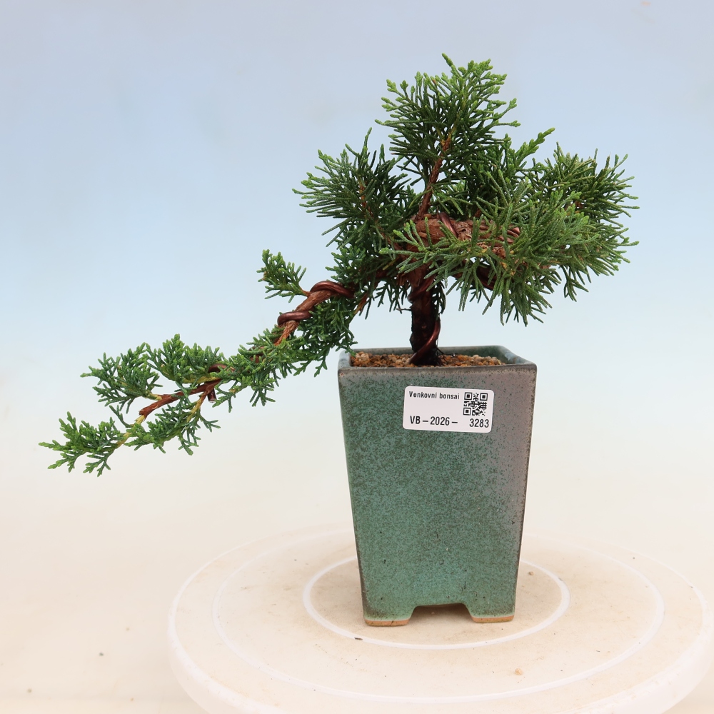 Vonkajší bonsaj - Juniperus chinensis Kishu