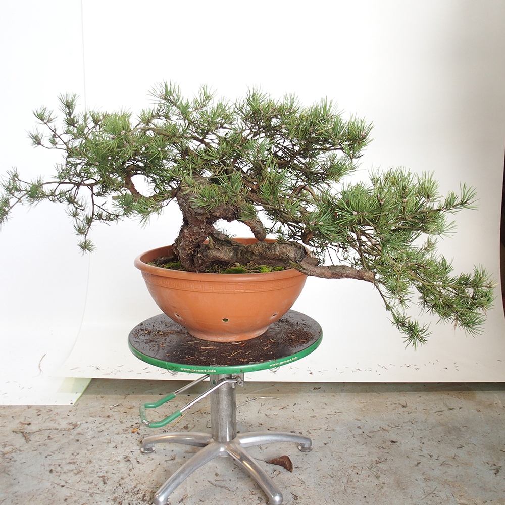 Yamadori - Pinus sylvestris Španielsko