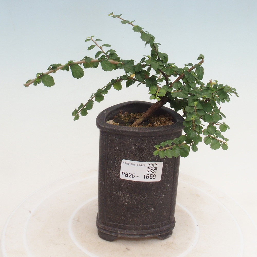 Izbová bonsai - Grewia sp. - Grewie malolistá