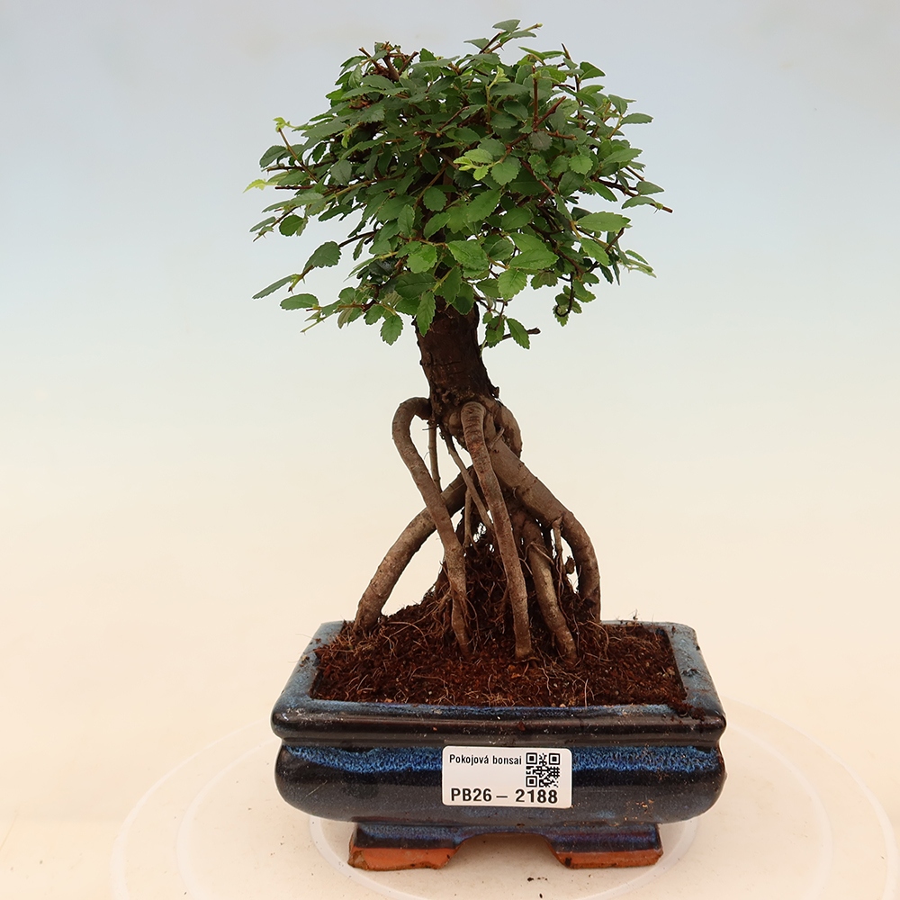 Izbový bonsaj - Ulmus parvifolia - brest malolistý