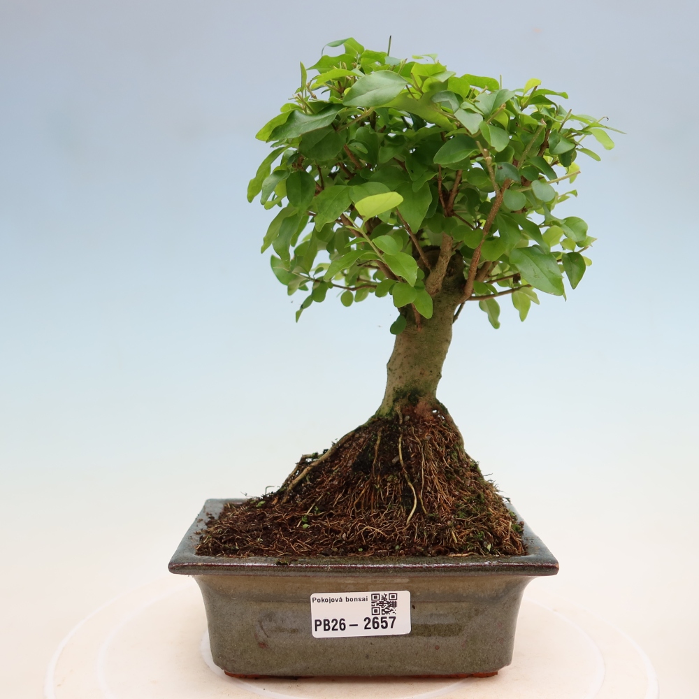 Izbový bonsaj -Ligustrum chinensis - Vtáčí zobák