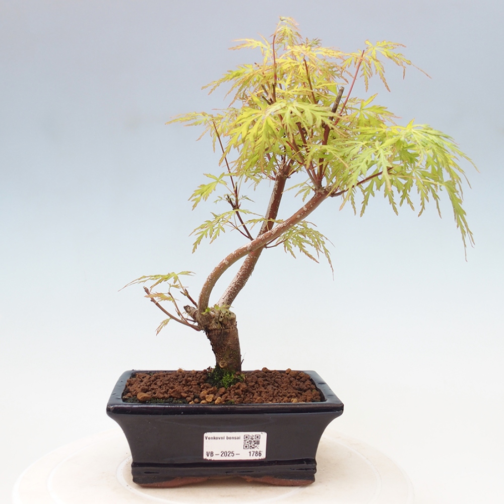Vonkajšie bonsai - Acer palmatum Dissectum - Javor dlaňolistý 