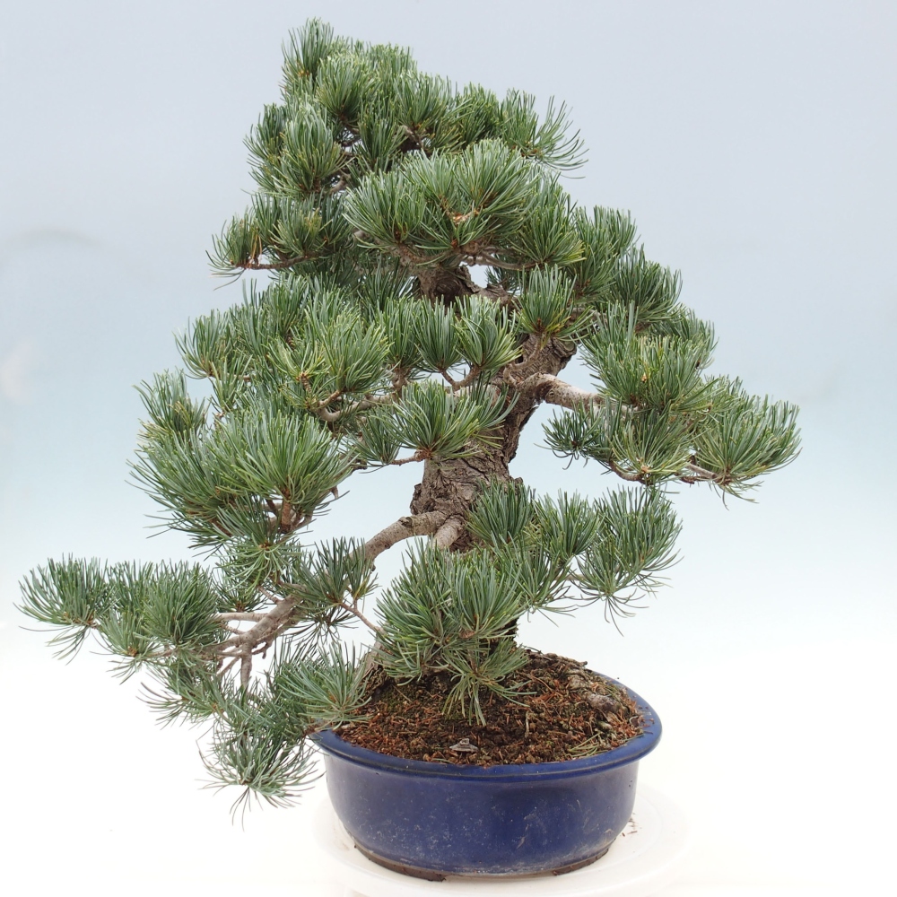 Vonkajšie bonsai - Pinus parviflora - Borovica drobnokvetá