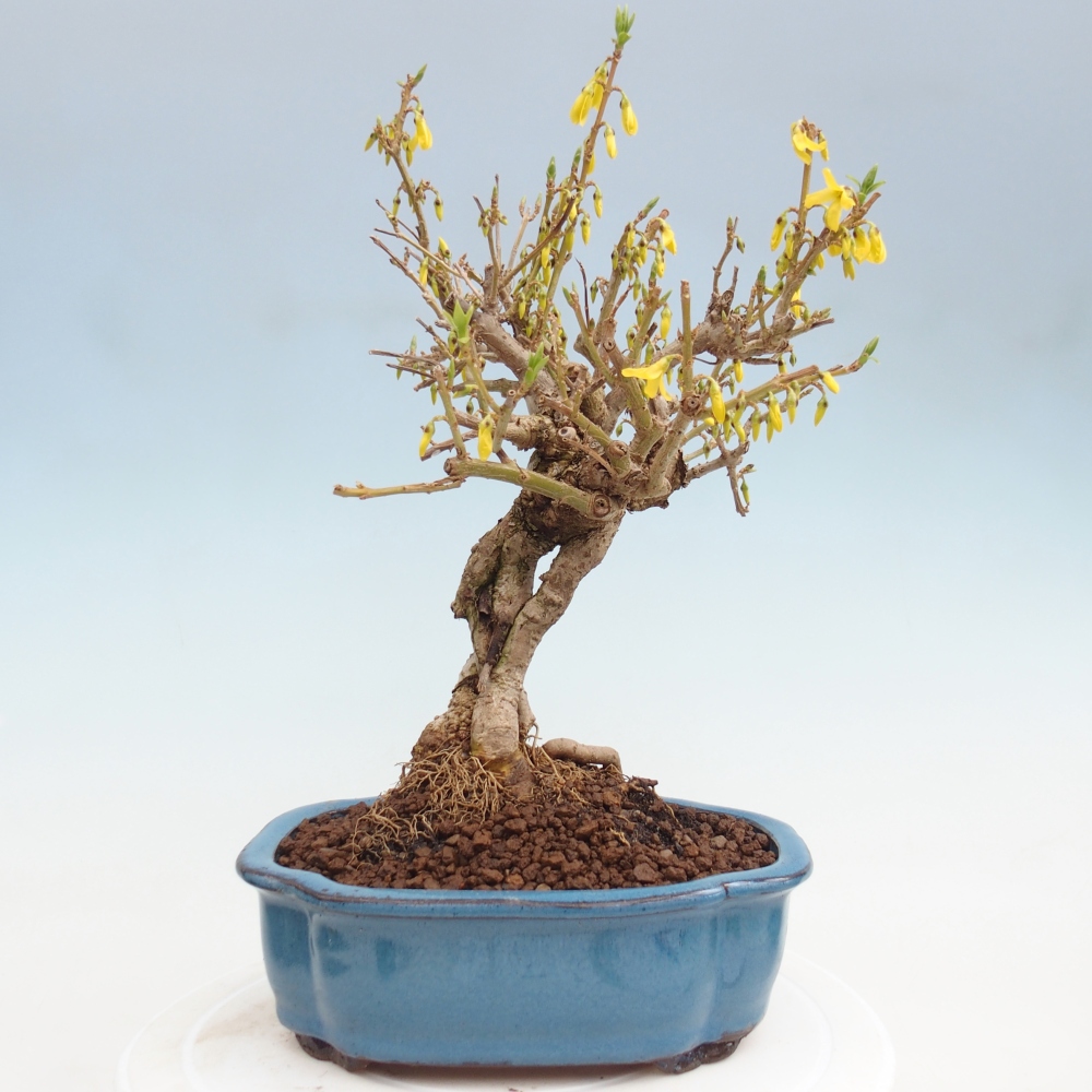 Vonkajšie bonsaje - Zlatice - Forsythia koreana